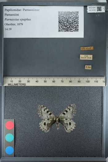 Media type: image;   Entomology 174743